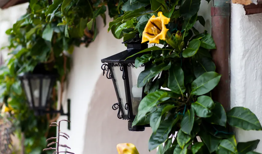 Plants and flowers around entry