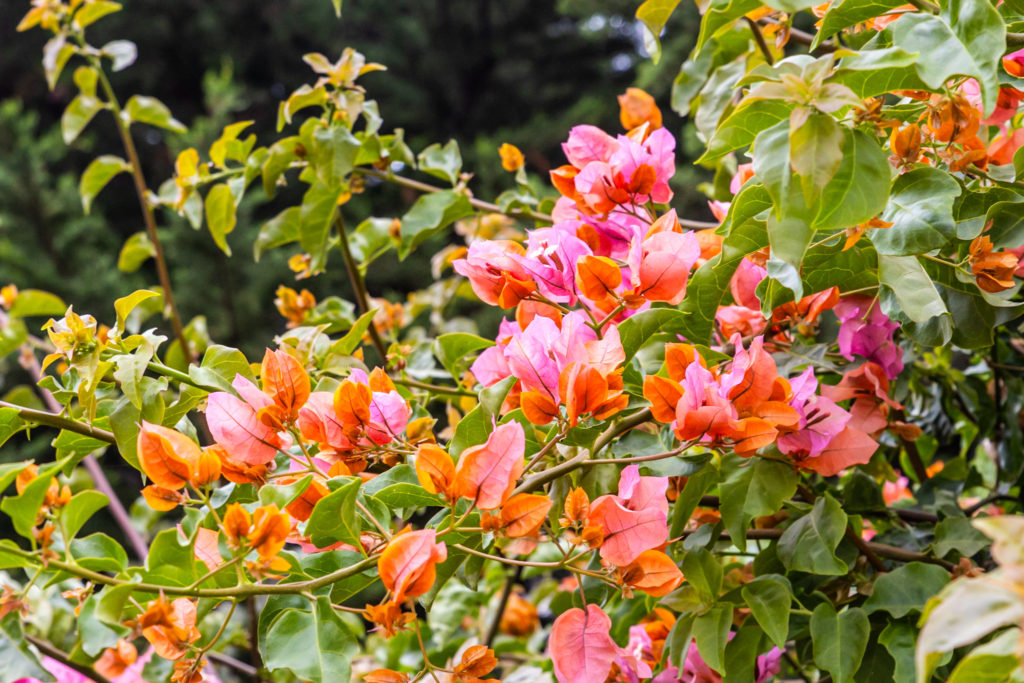 Blooms from a Bougainvillea