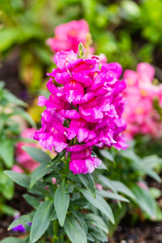 Blooms from a Snapdragon