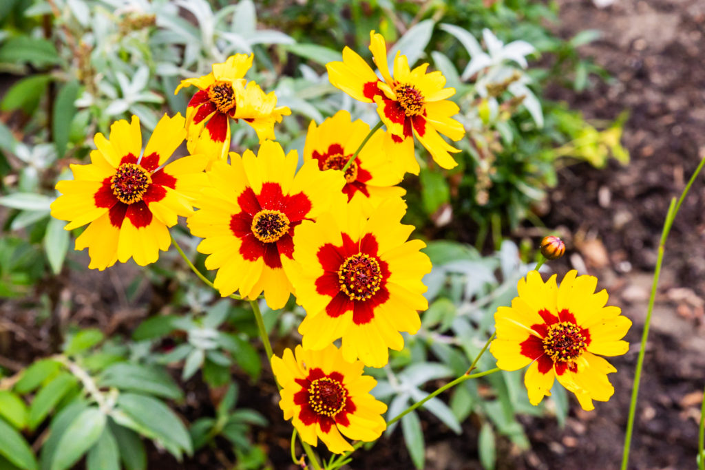 Blooms from a Coreopsis