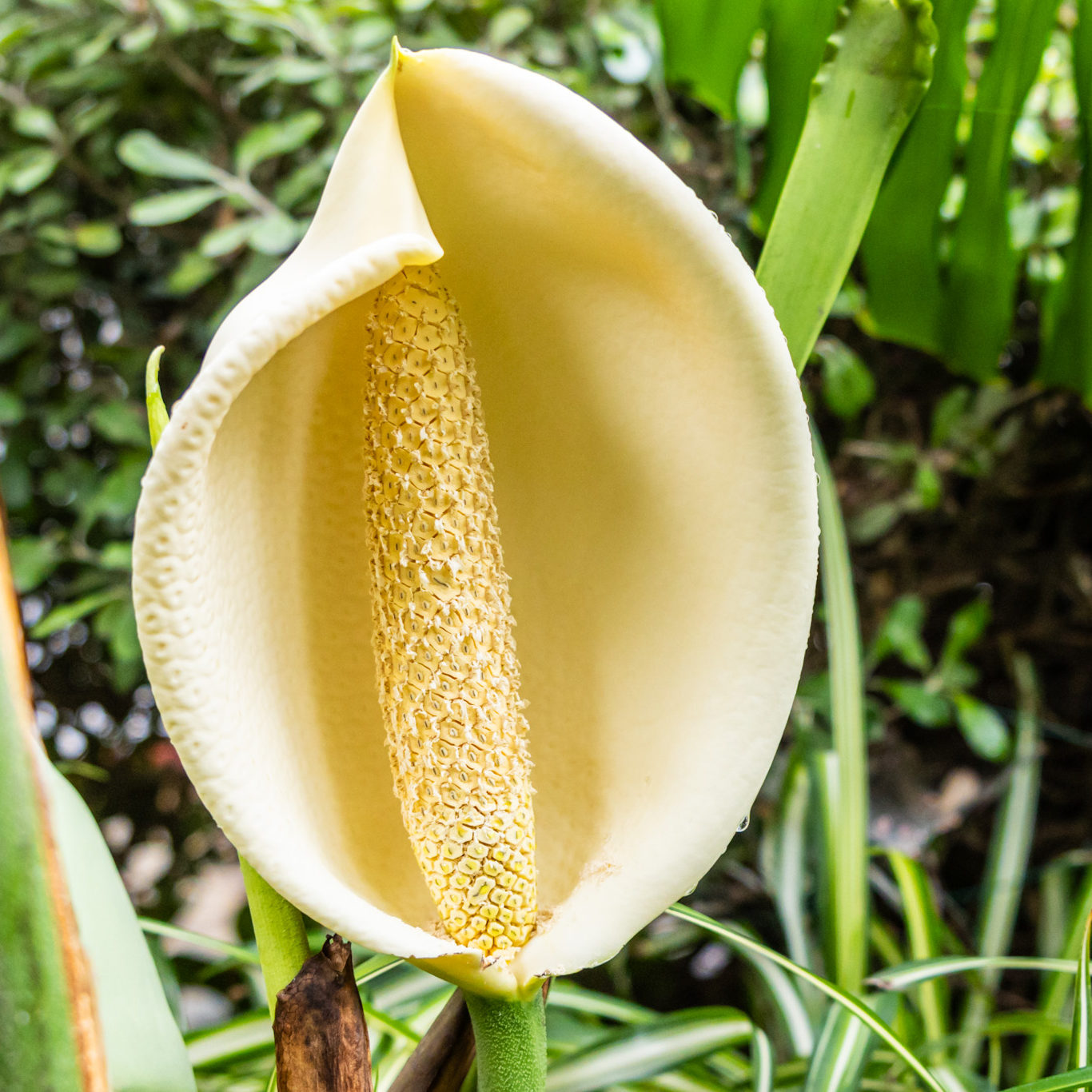 Blooms from a Monstera