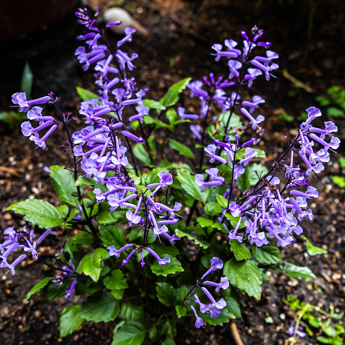 Blooms from a Plectranthus